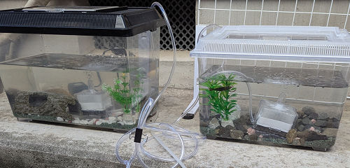 テナガエビ飼育×2